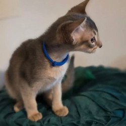 Abyssinian POLIN Ken