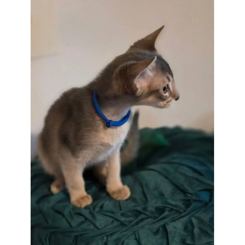 Abyssinian POLIN Ken