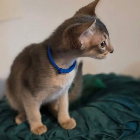 Abyssinian POLIN Ken