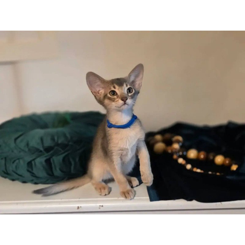 Abyssinian POLIN Ken