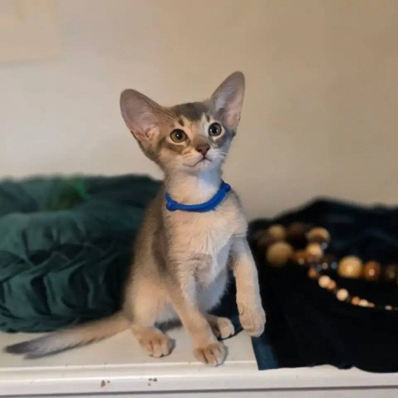 Abyssinian POLIN Ken