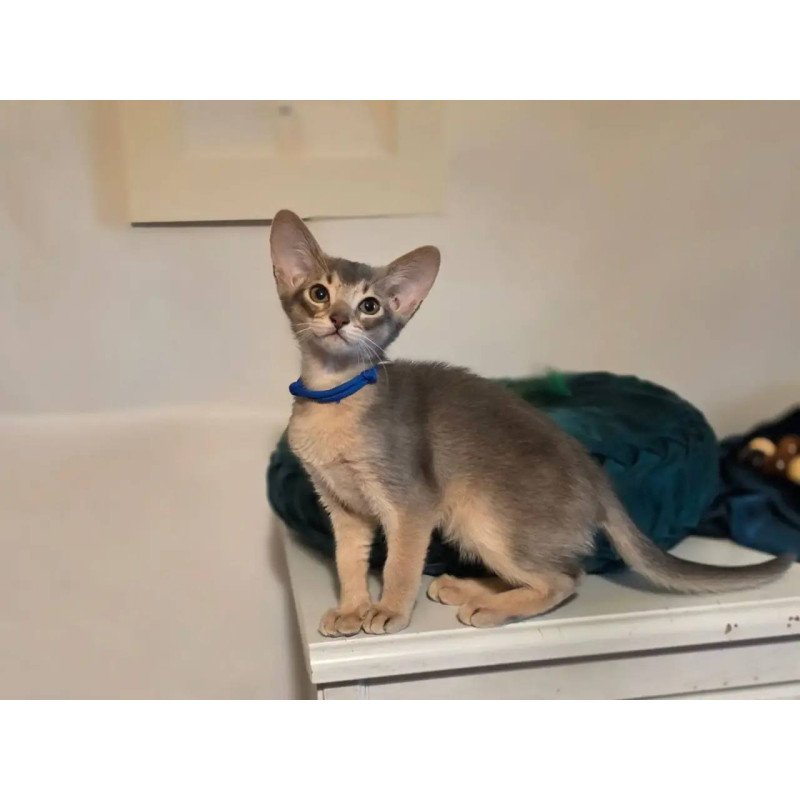 Abyssinian POLIN Ken