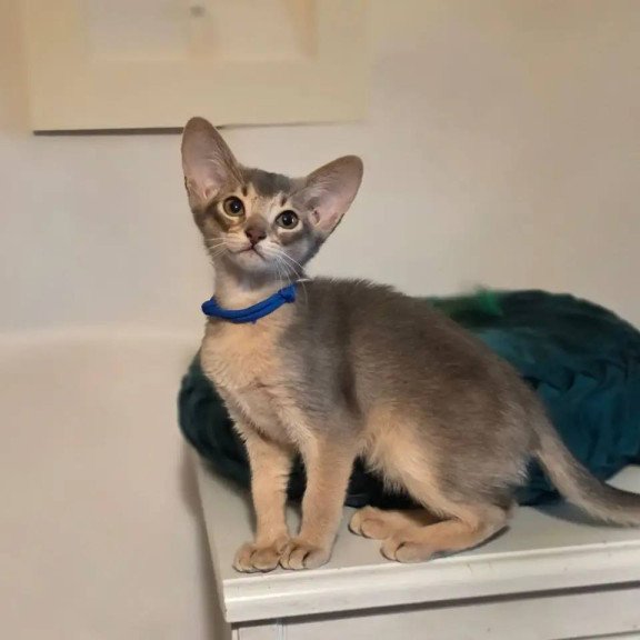 Abyssinian POLIN Ken