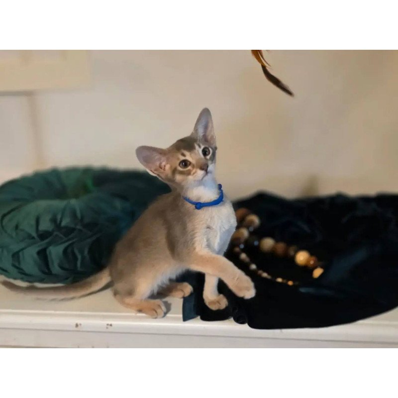 Abyssinian POLIN Ken