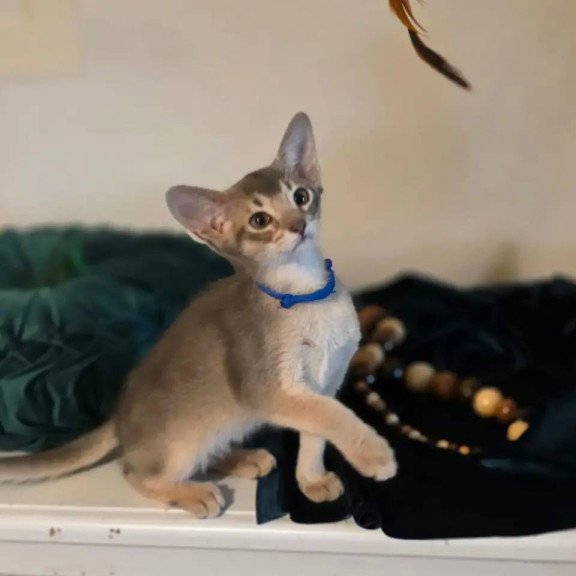 Abyssinian POLIN Ken