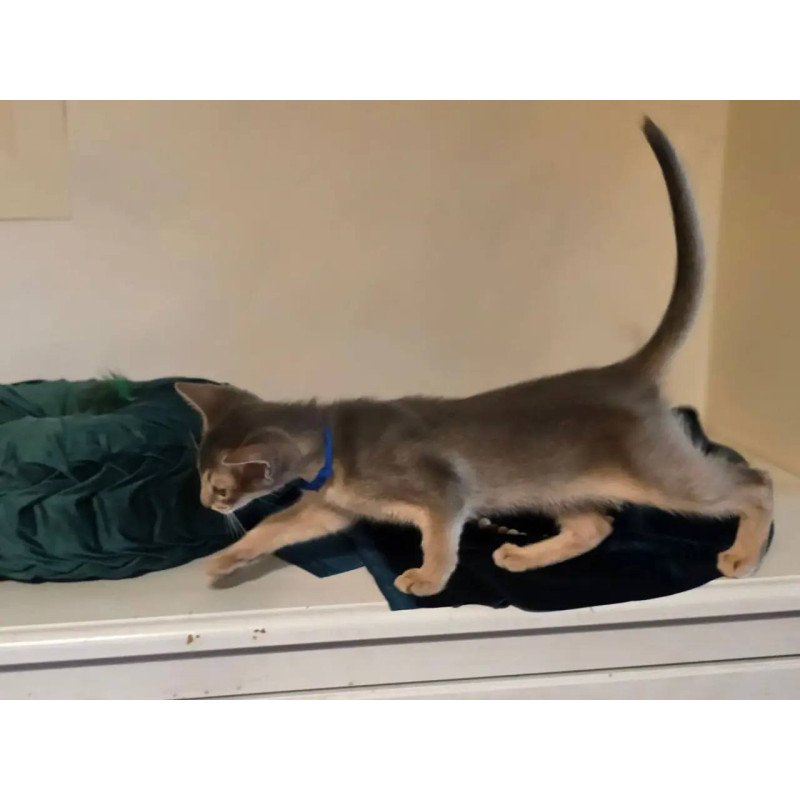 Abyssinian POLIN Ken