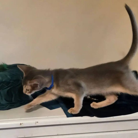 Abyssinian POLIN Ken