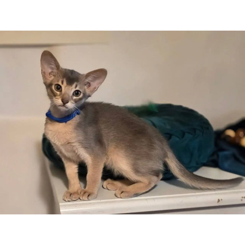 Abyssinian POLIN Ken