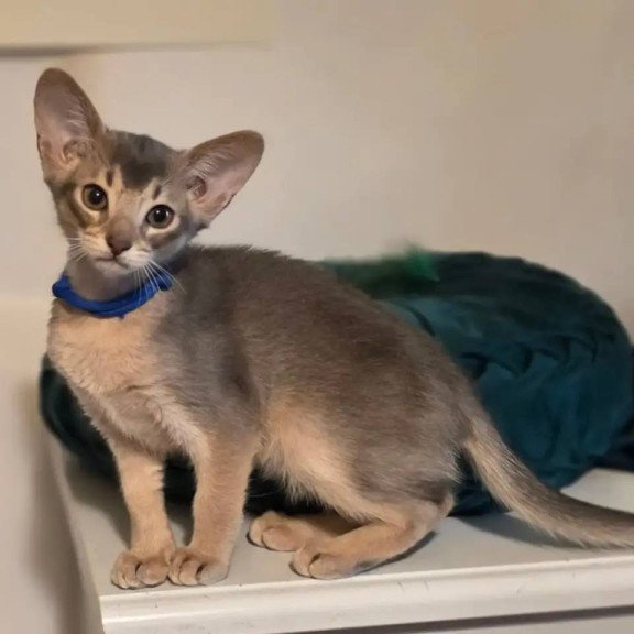Abyssinian POLIN Ken