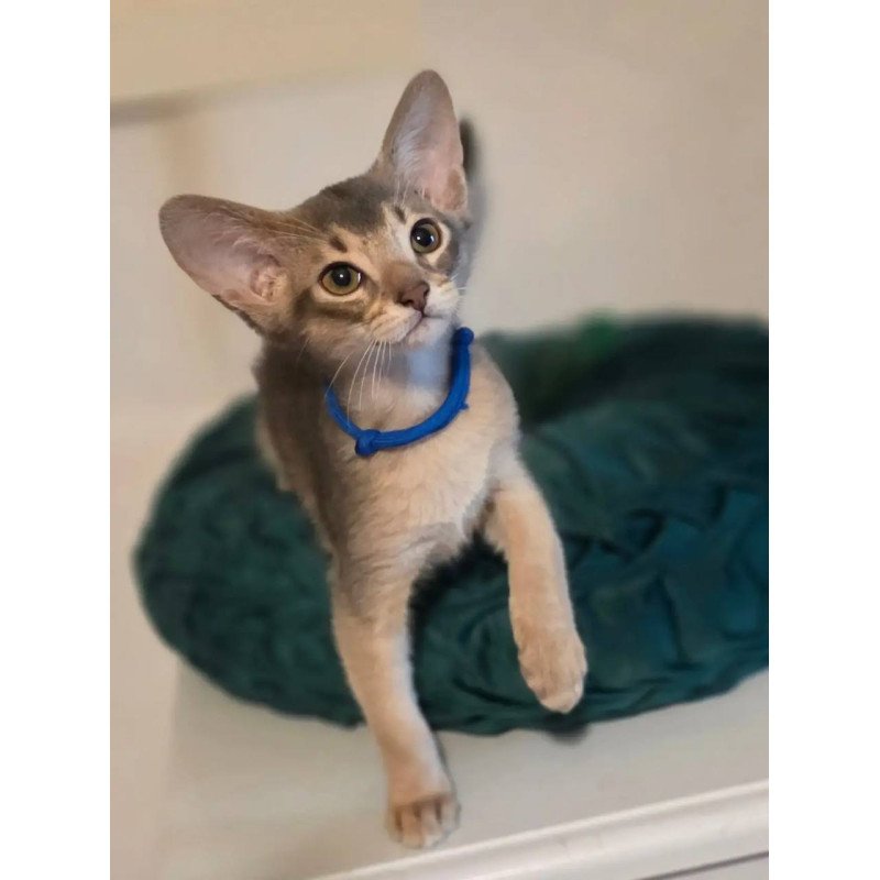 Abyssinian POLIN Ken