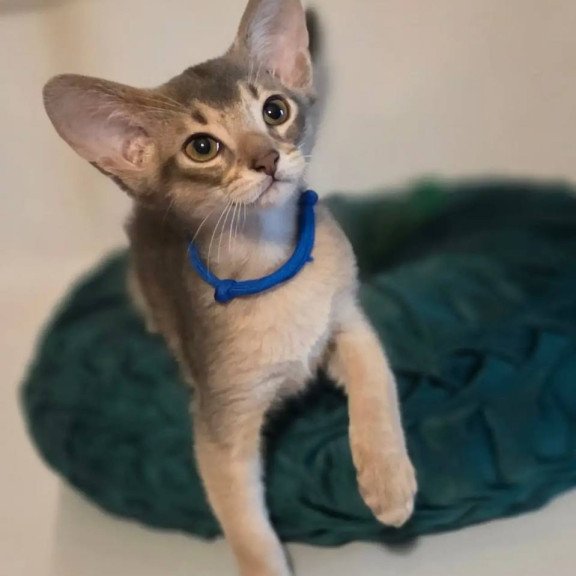 Abyssinian POLIN Ken
