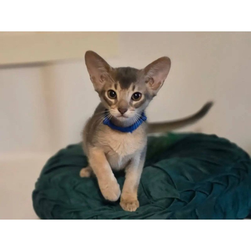 Abyssinian POLIN Ken
