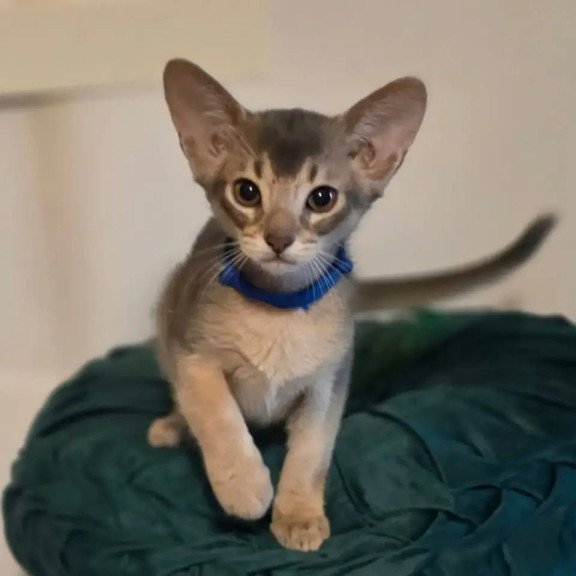 Abyssinian POLIN Ken