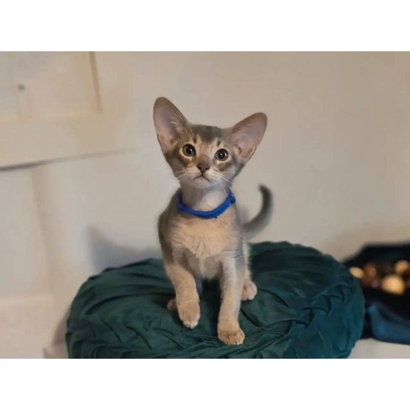 Abyssinian POLIN Ken