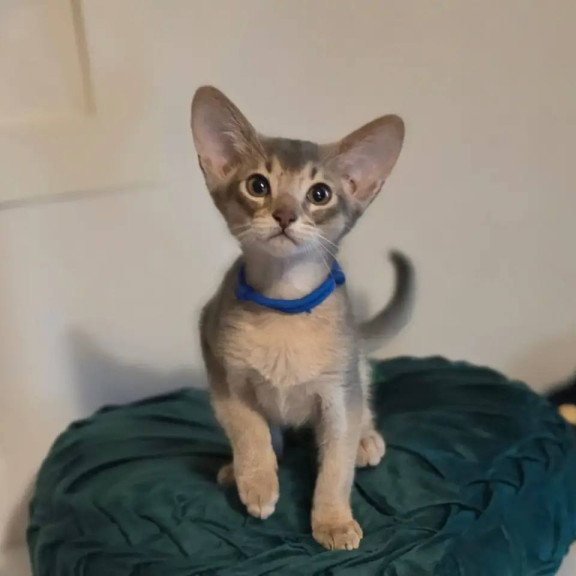 Abyssinian POLIN Ken