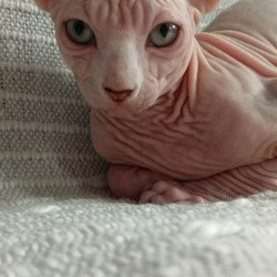 Sphynx POLIN Almaz