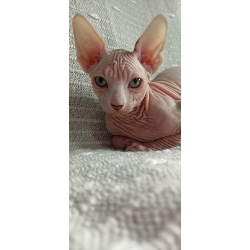 Sphynx POLIN Almaz