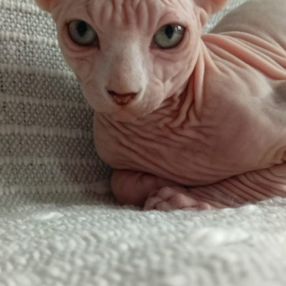 Sphynx POLIN Almaz