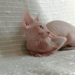 Sphynx POLIN Almaz