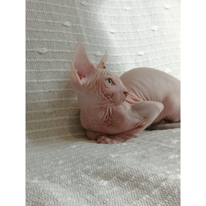 Sphynx POLIN Almaz