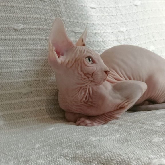 Sphynx POLIN Almaz