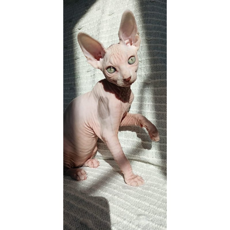 Sphynx POLIN Almaz