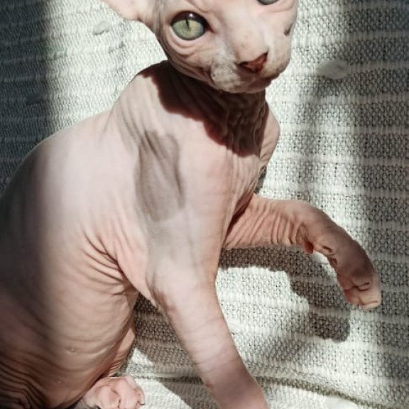 Sphynx POLIN Almaz