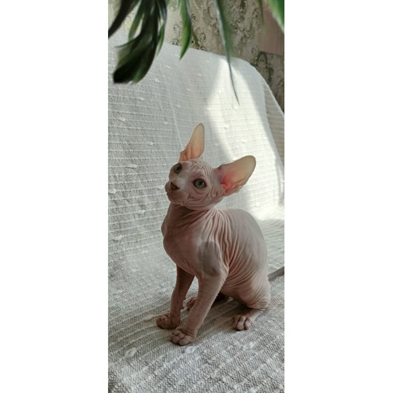 Sphynx POLIN Almaz