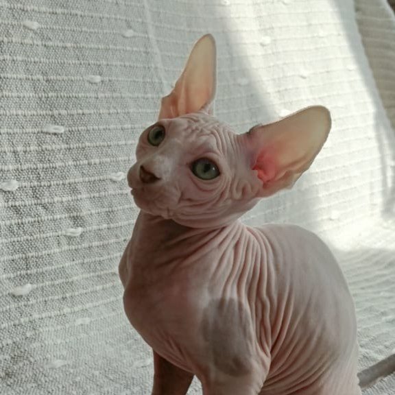 Sphynx POLIN Almaz