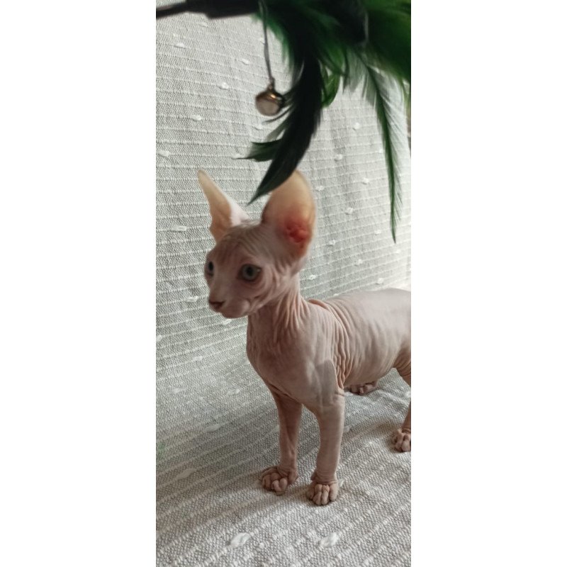 Sphynx POLIN Almaz