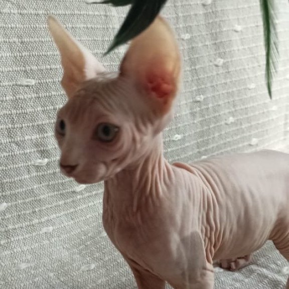 Sphynx POLIN Almaz