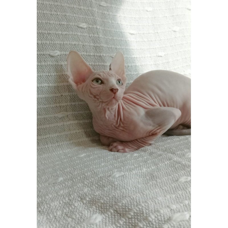 Sphynx POLIN Almaz