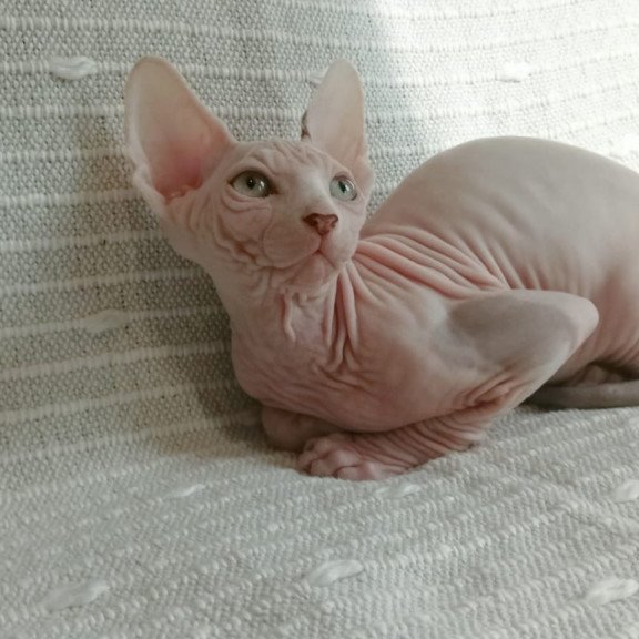 Sphynx POLIN Almaz