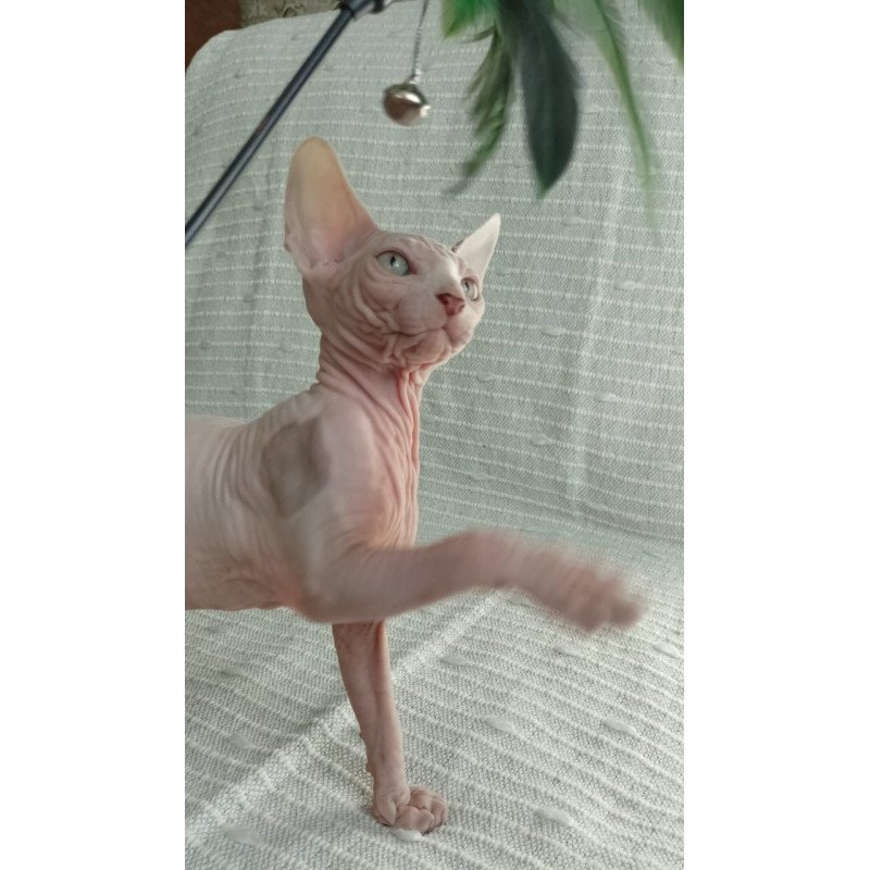 Sphynx POLIN Almaz