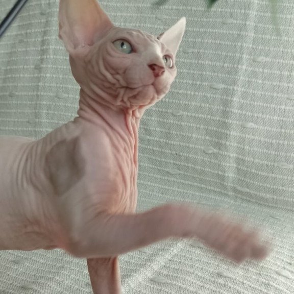 Sphynx POLIN Almaz