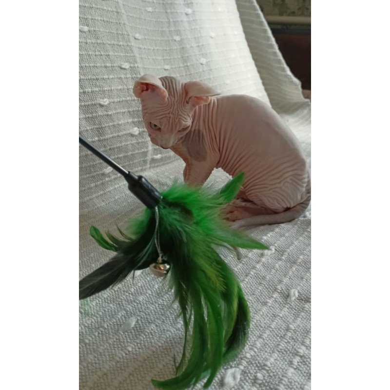 Sphynx POLIN Almaz