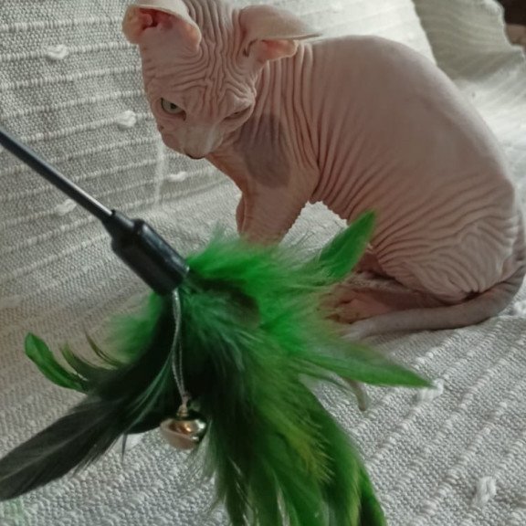Sphynx POLIN Almaz