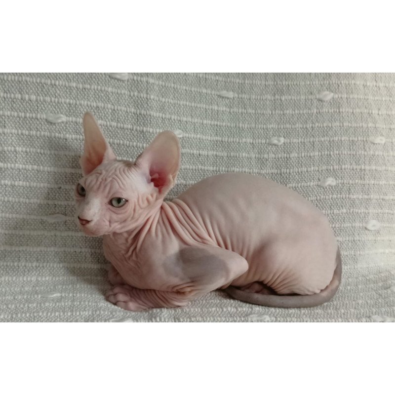 Sphynx POLIN Almaz