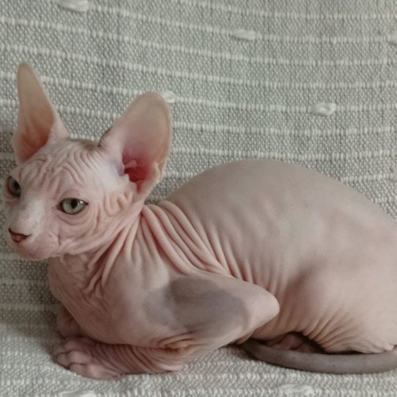 Sphynx POLIN Almaz