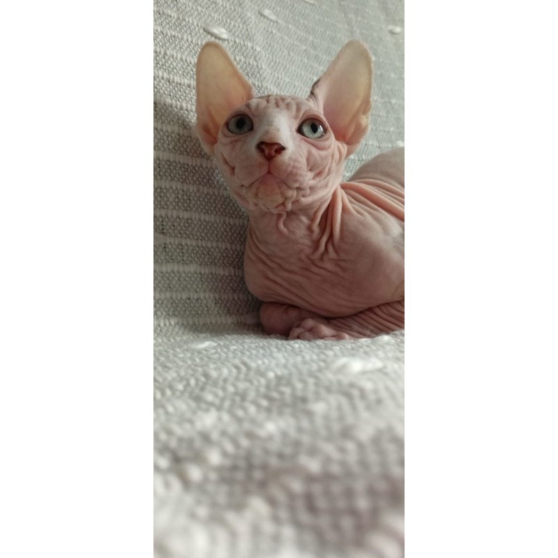 Sphynx POLIN Almaz