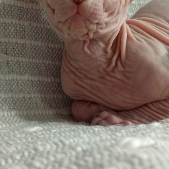 Sphynx POLIN Almaz