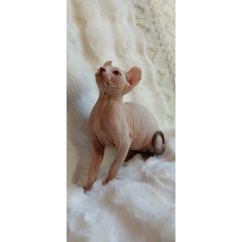 Sphynx POLIN Adele