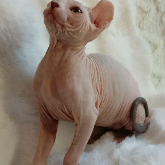 Sphynx POLIN Adele