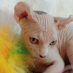 Sphynx POLIN Adele