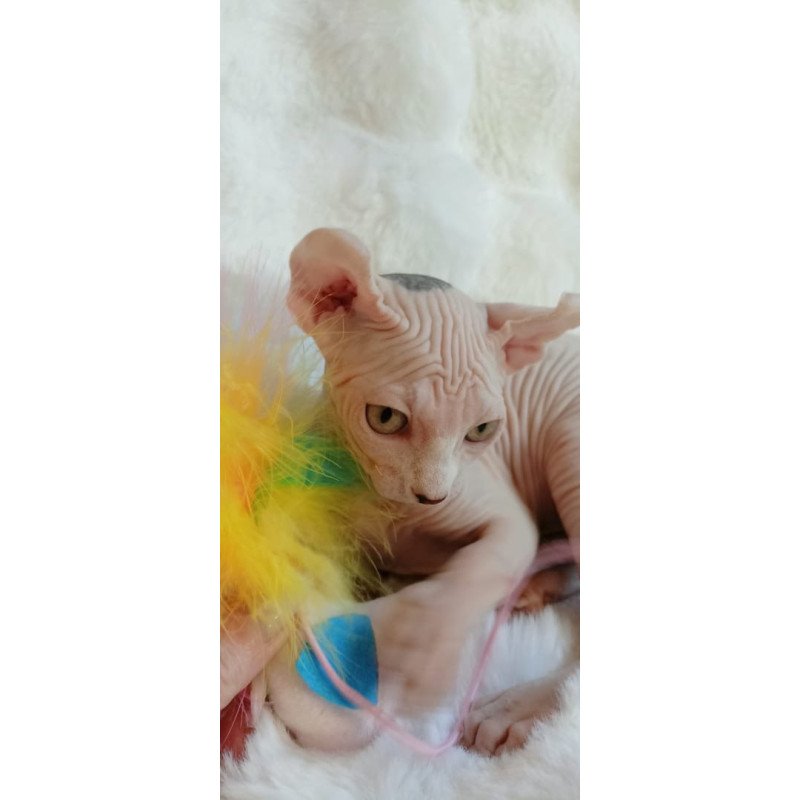 Sphynx POLIN Adele