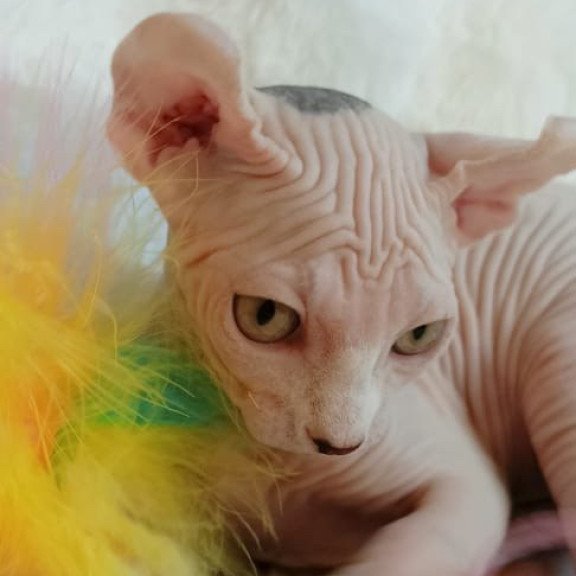 Sphynx POLIN Adele