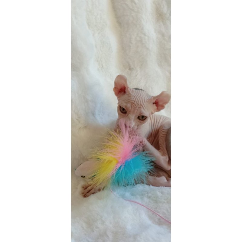 Sphynx POLIN Adele