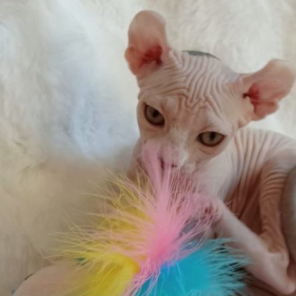 Sphynx POLIN Adele
