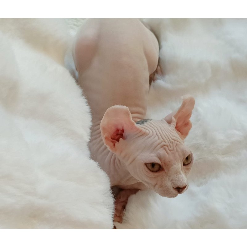 Sphynx POLIN Adele