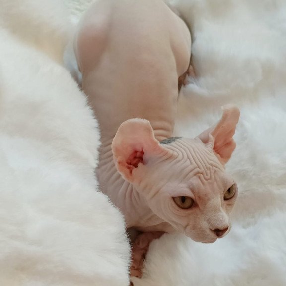 Sphynx POLIN Adele